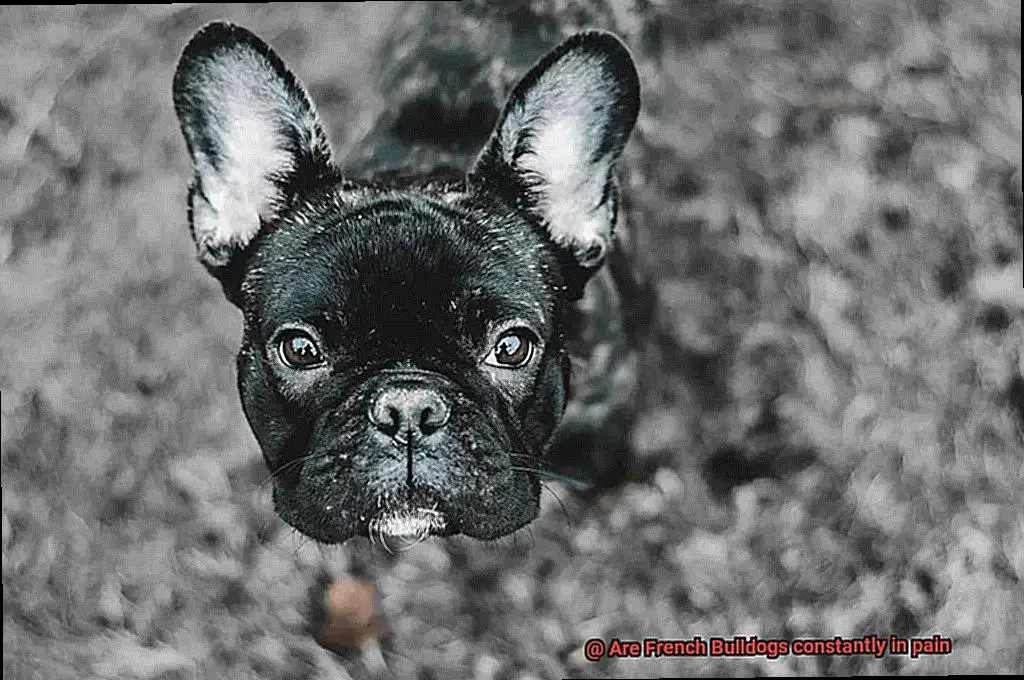 Are French Bulldogs constantly in pain-10