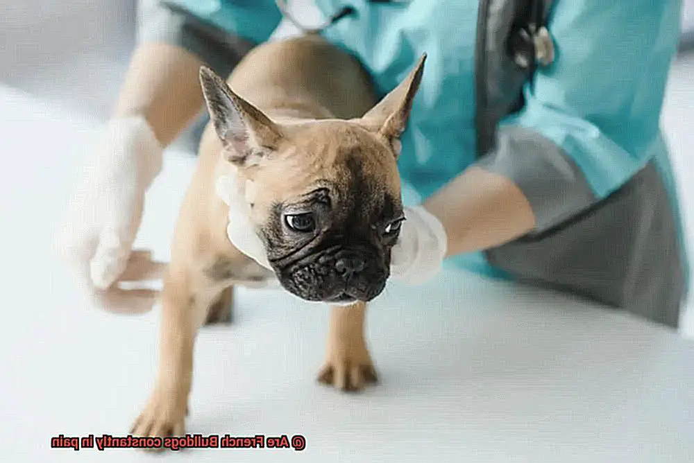 Are French Bulldogs constantly in pain-6