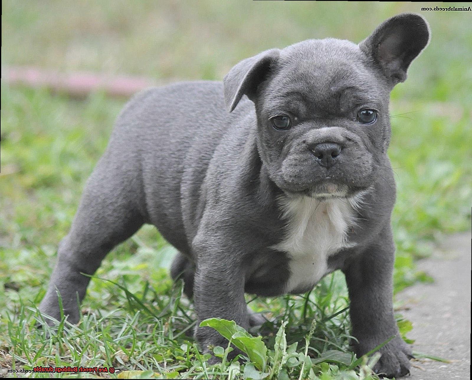 Are French Bulldogs durable-3