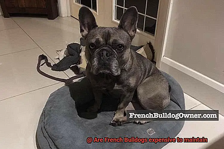 Are French Bulldogs expensive to maintain-2