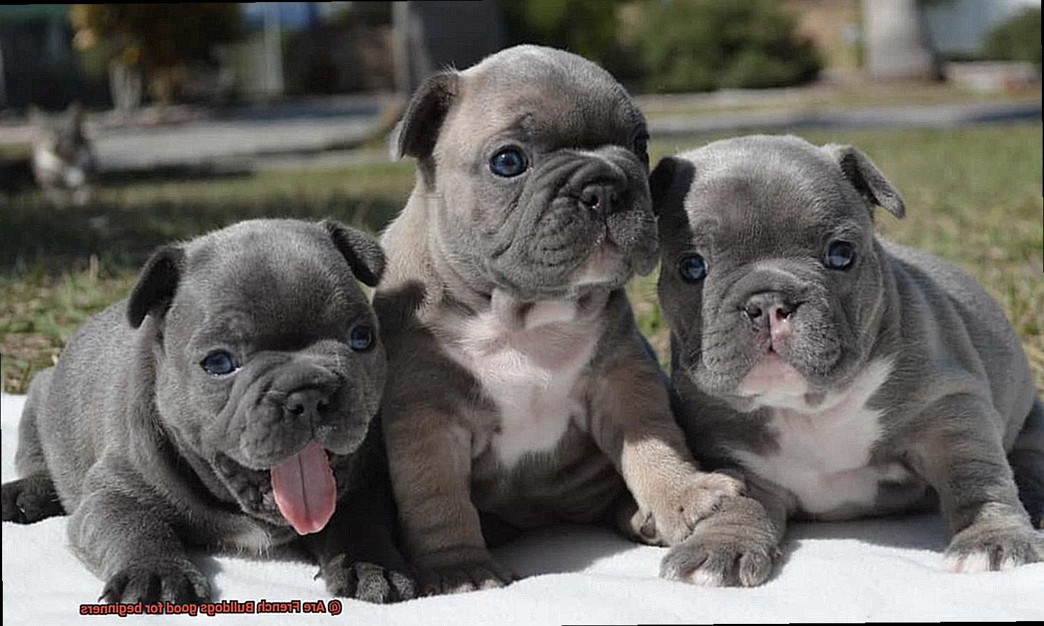 Are French Bulldogs good for beginners-9