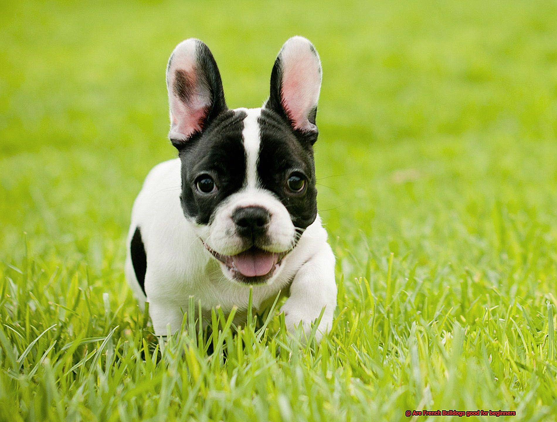 Are French Bulldogs good for beginners-11