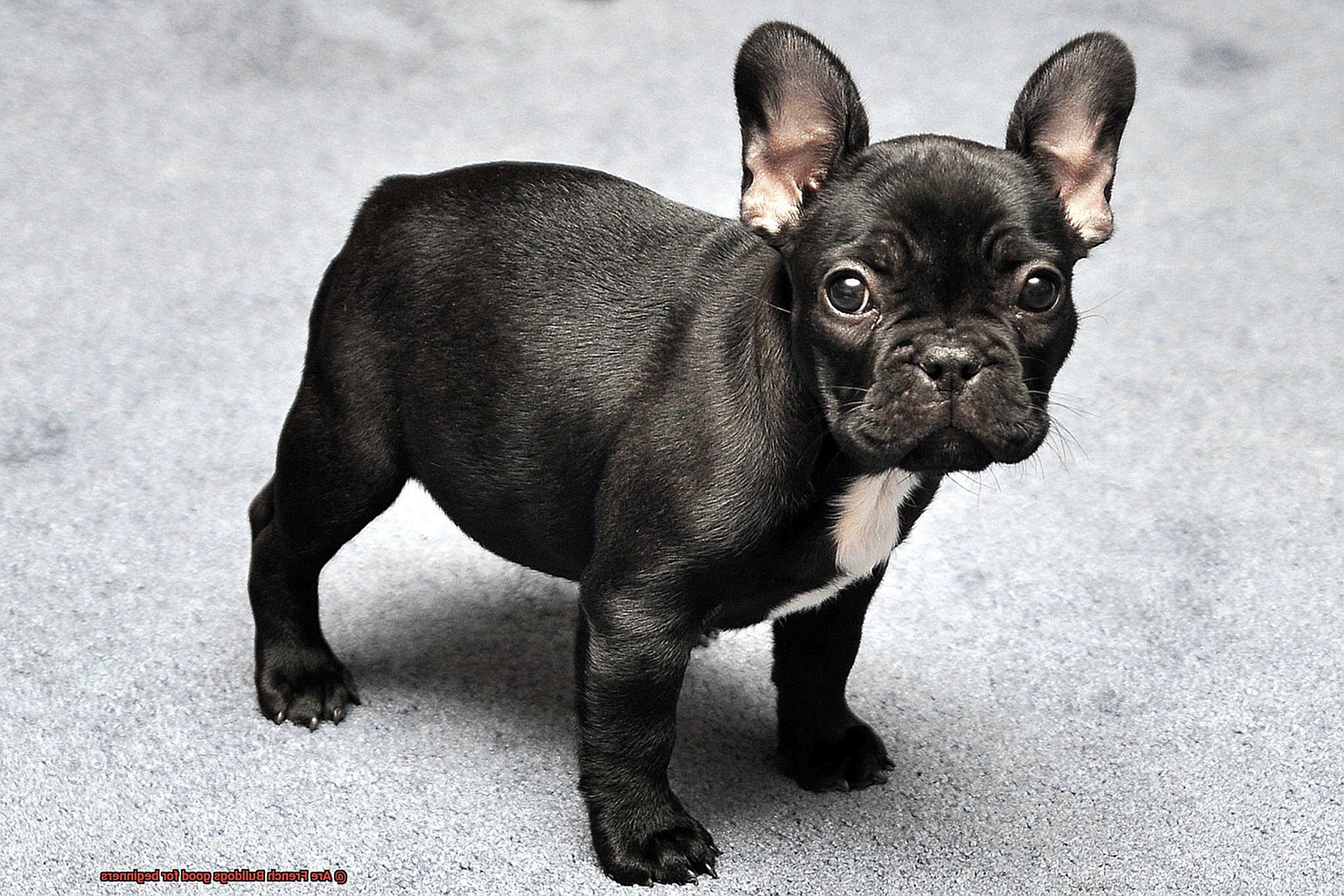 Are French Bulldogs good for beginners-4