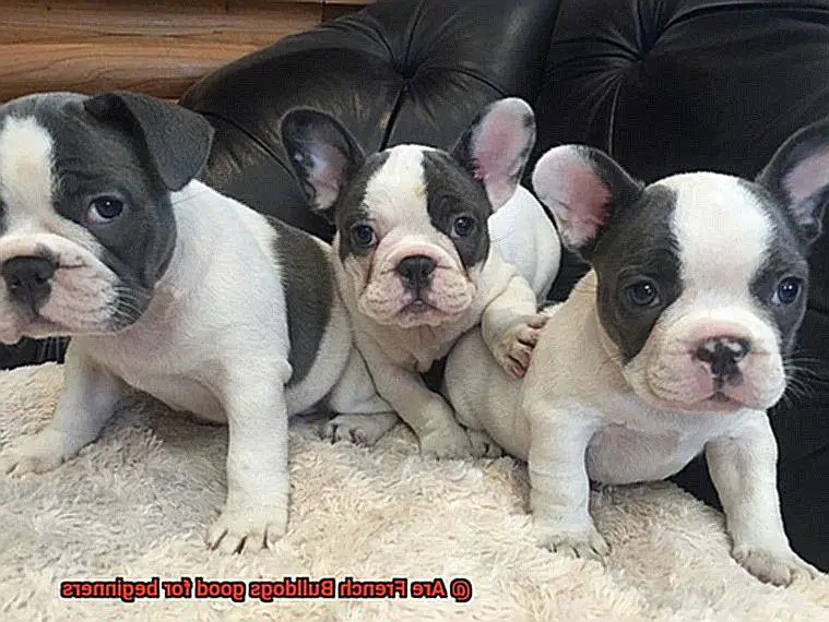 Are French Bulldogs good for beginners-8