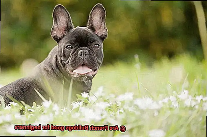 Are French Bulldogs good for beginners-6