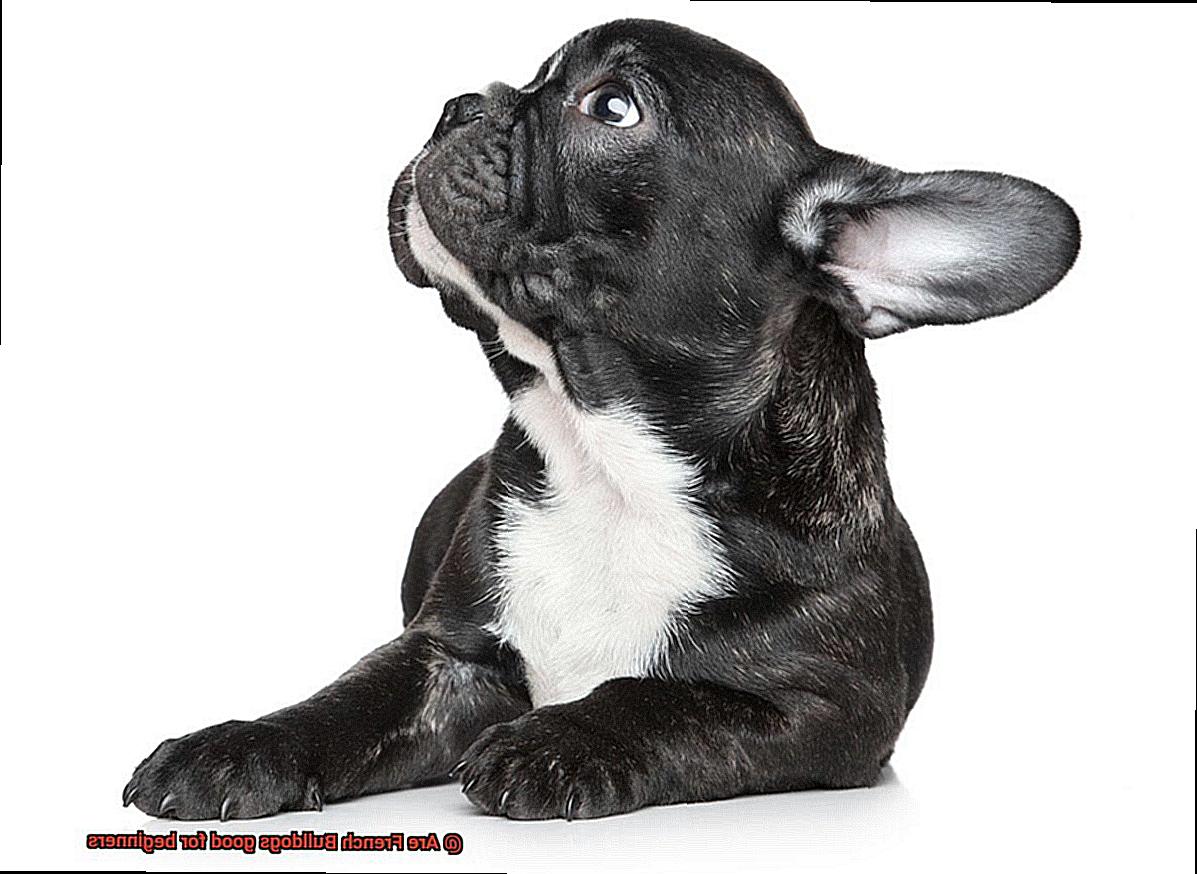 Are French Bulldogs good for beginners-10