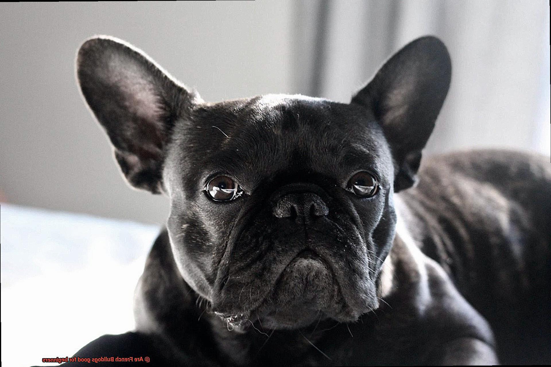 Are French Bulldogs good for beginners-2