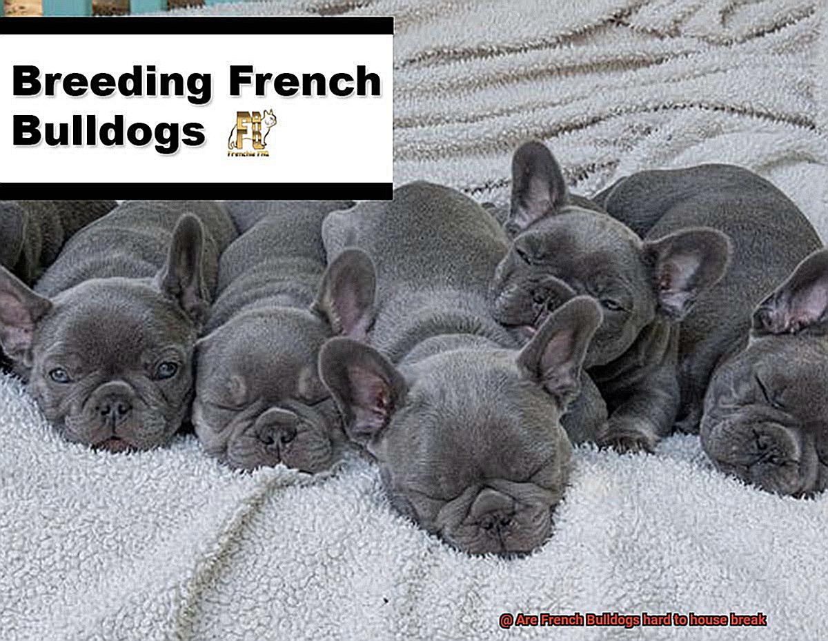 Are French Bulldogs hard to house break-4