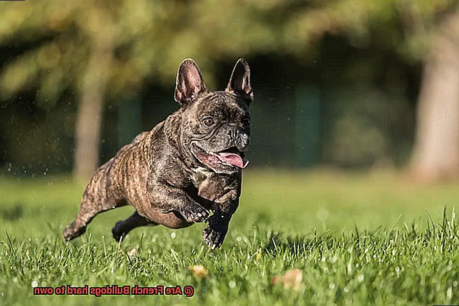 Are French Bulldogs hard to own-7