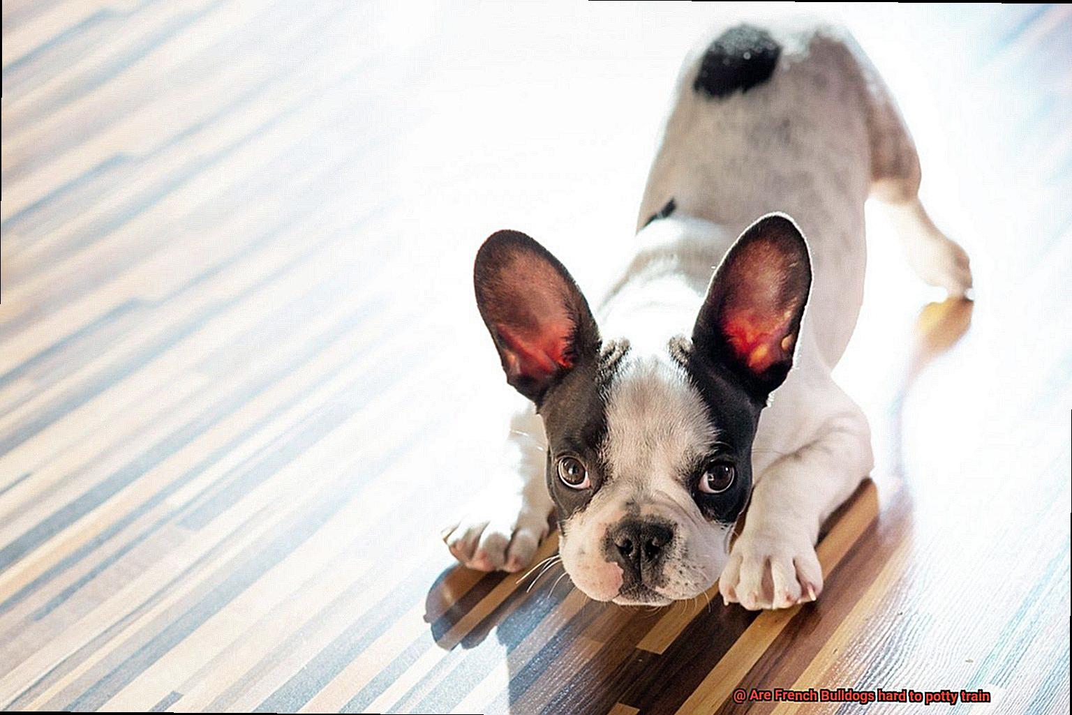 Are French Bulldogs hard to potty train-10