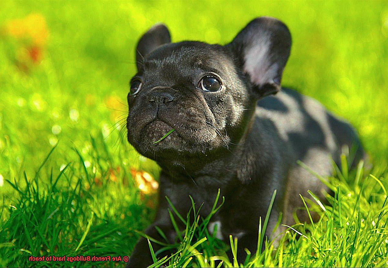Are French Bulldogs hard to teach-5