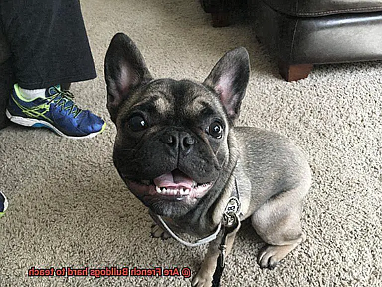 Are French Bulldogs hard to teach-12