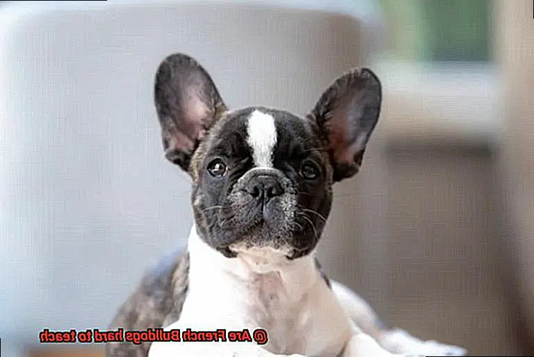Are French Bulldogs hard to teach-9