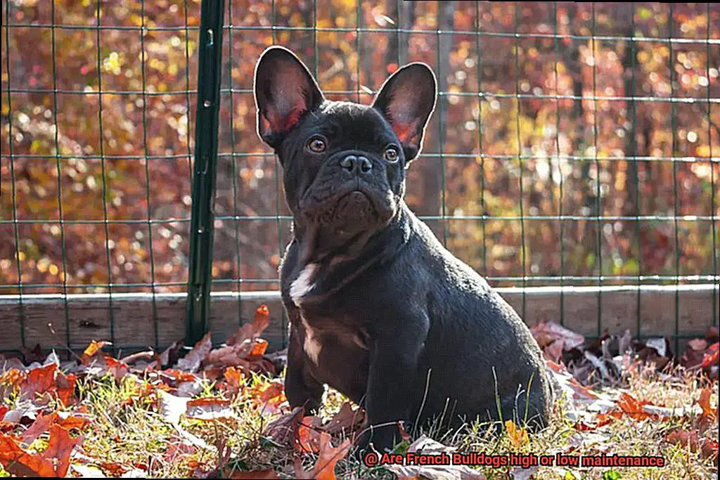 Are French Bulldogs high or low maintenance-2