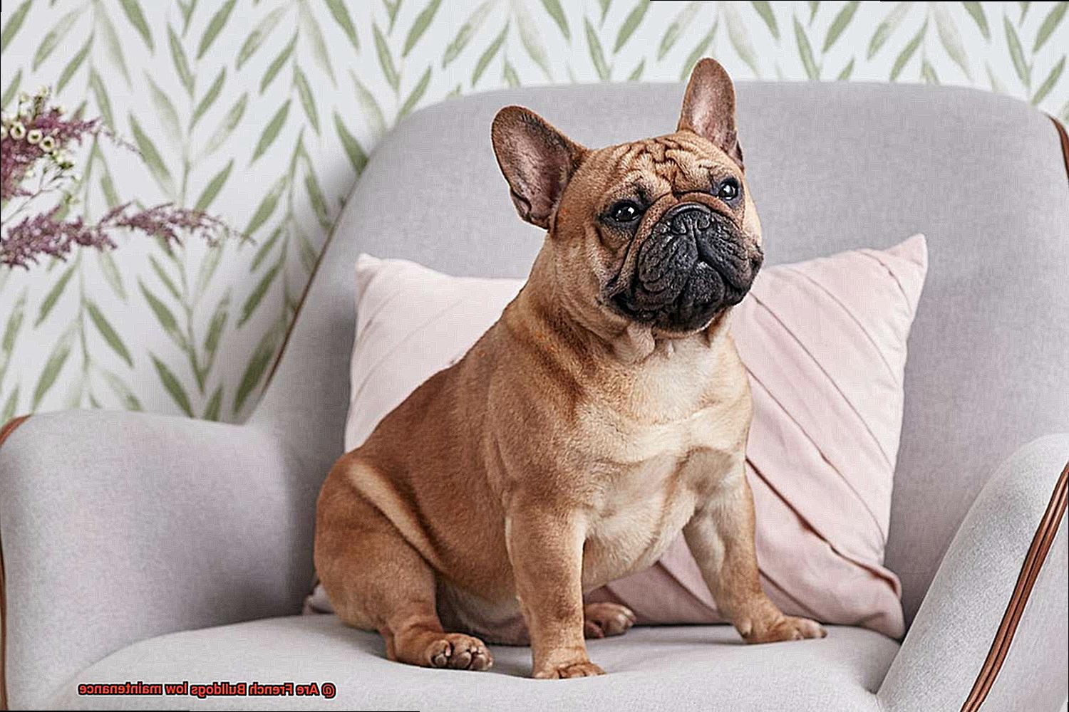Are French Bulldogs low maintenance-9