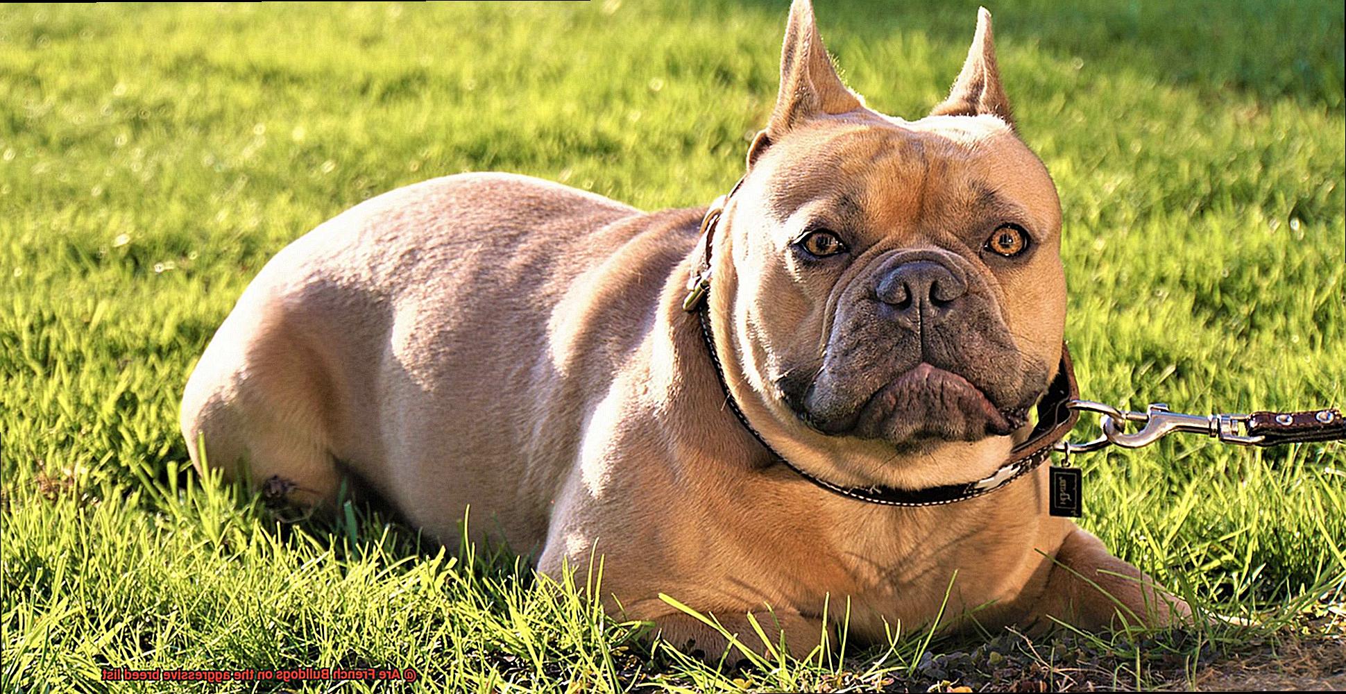 Are French Bulldogs on the aggressive breed list-2