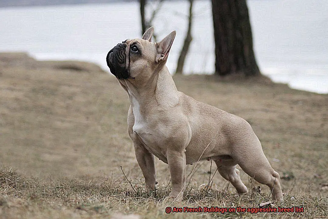 Are French Bulldogs on the aggressive breed list-10
