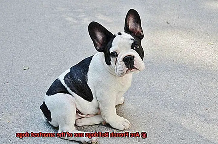 Are French Bulldogs one of the smartest dogs-6