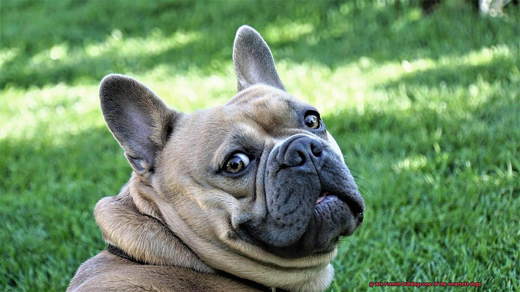 Are French Bulldogs one of the smartest dogs-5