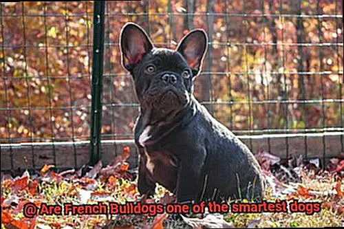 Are French Bulldogs one of the smartest dogs-3