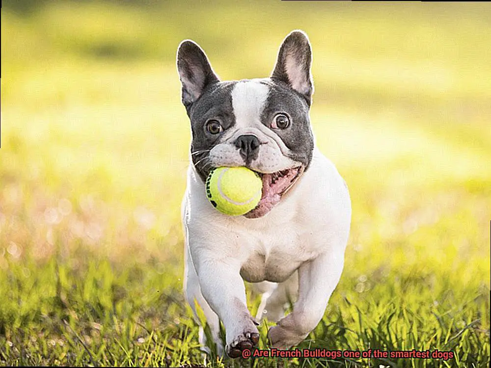 Are French Bulldogs one of the smartest dogs-4