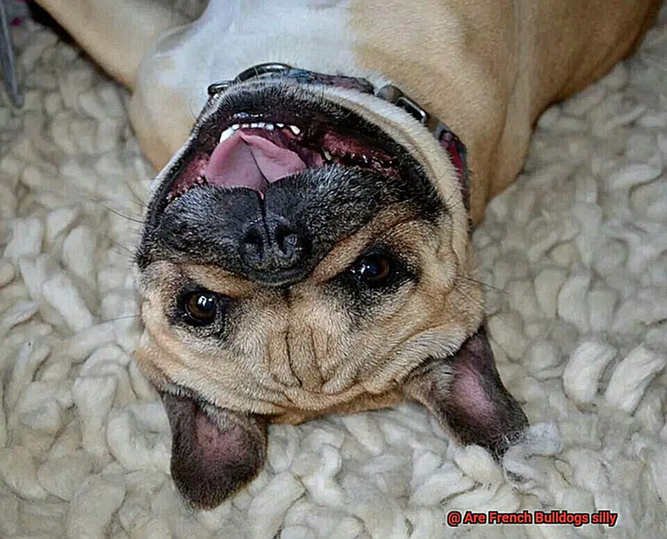 Are French Bulldogs silly-10