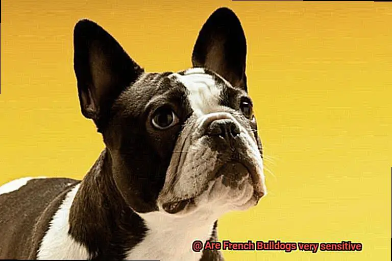 Are French Bulldogs very sensitive-4