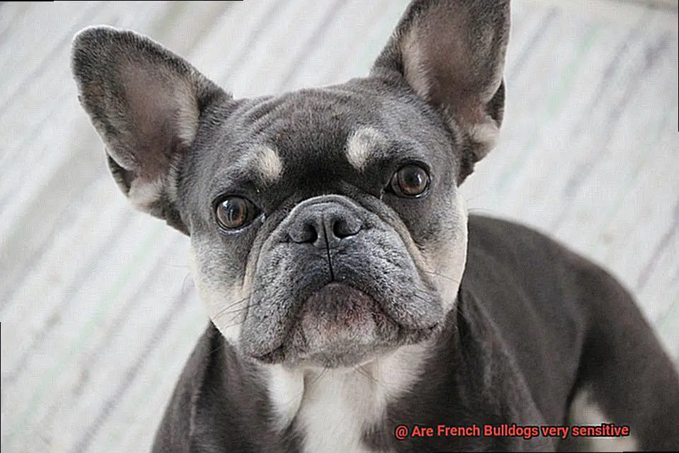 Are French Bulldogs very sensitive-2