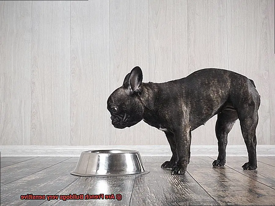 Are French Bulldogs very sensitive-5