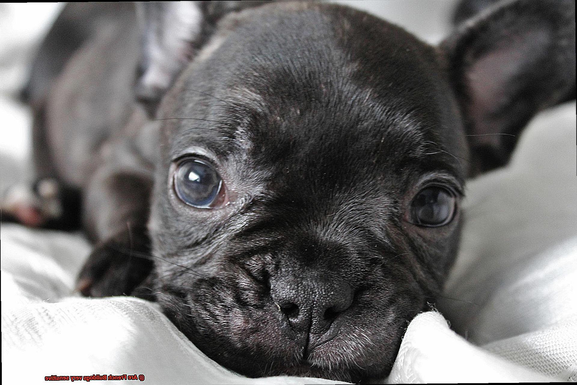 Are French Bulldogs very sensitive-3