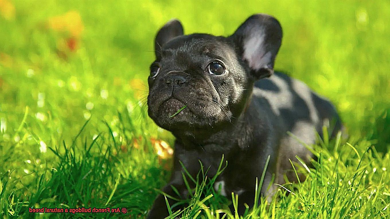 Are French bulldogs a natural breed-7