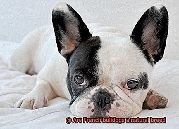 Are French bulldogs a natural breed-3