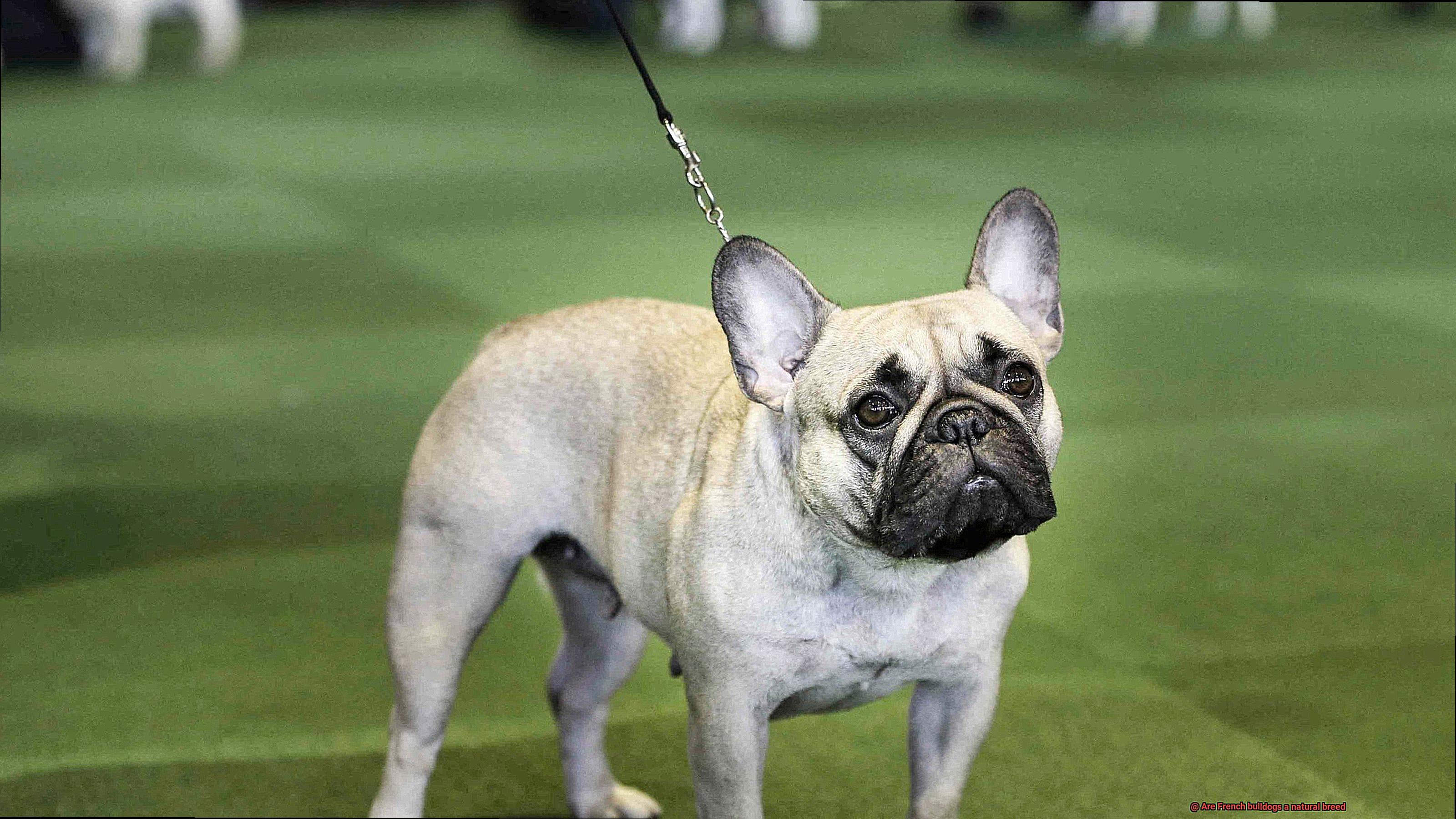 Are French bulldogs a natural breed-5