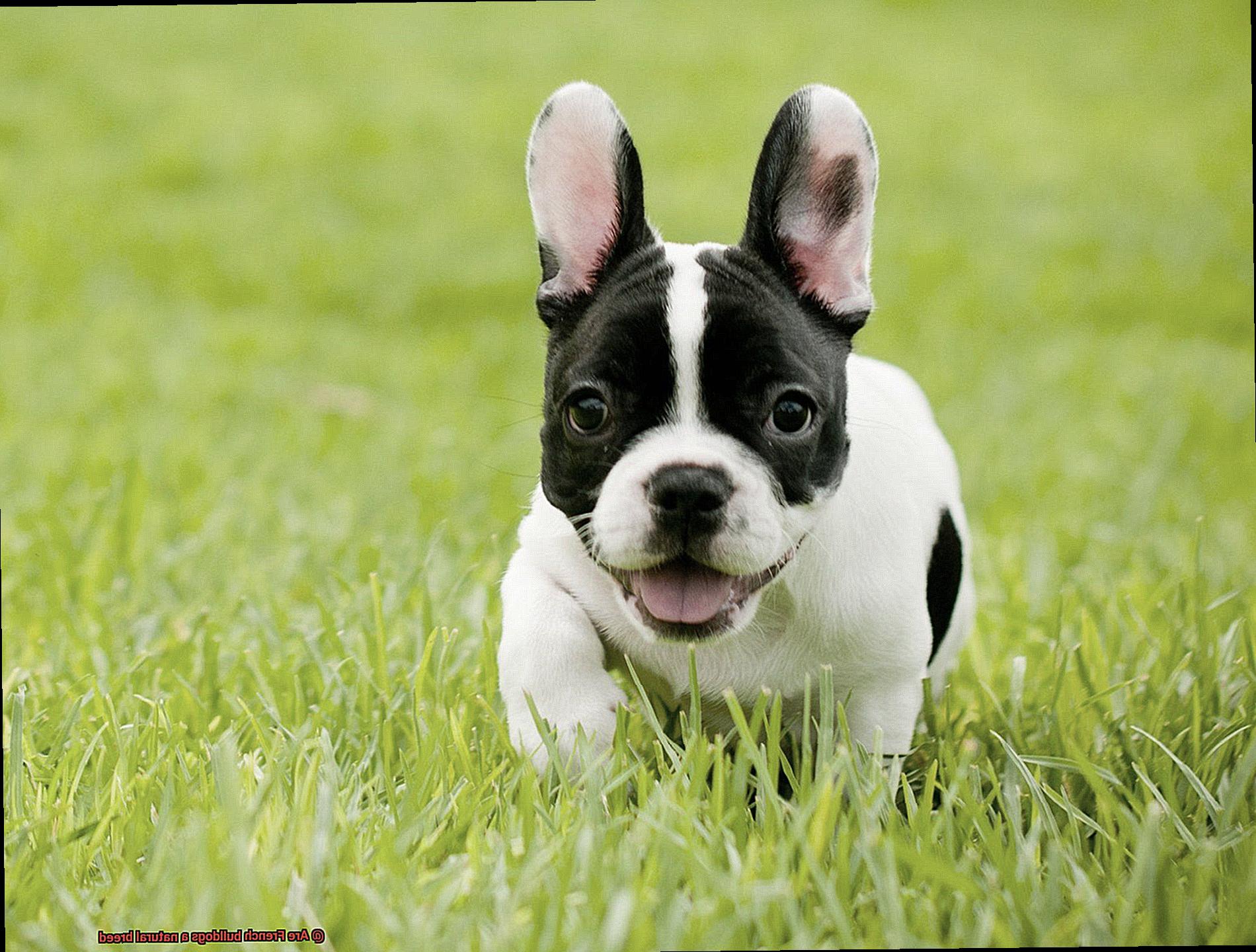 Are French bulldogs a natural breed-6