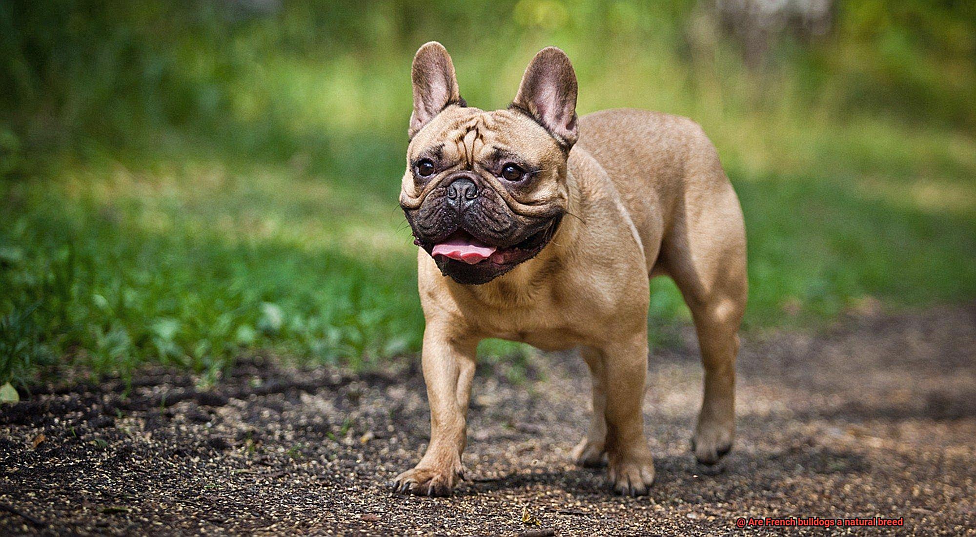 Are French bulldogs a natural breed-4