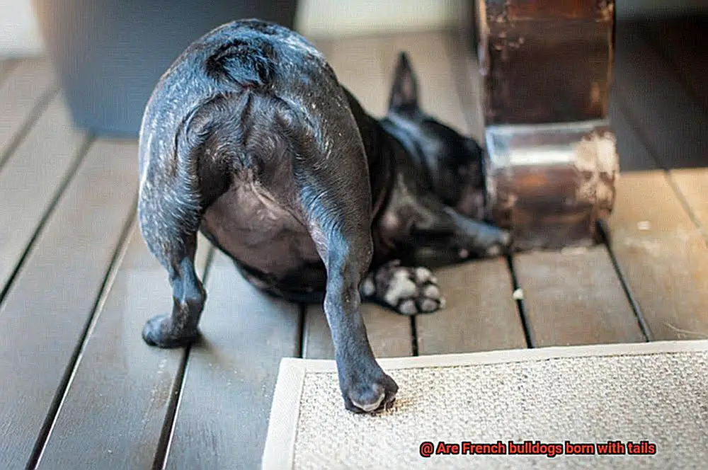 Are French bulldogs born with tails-3