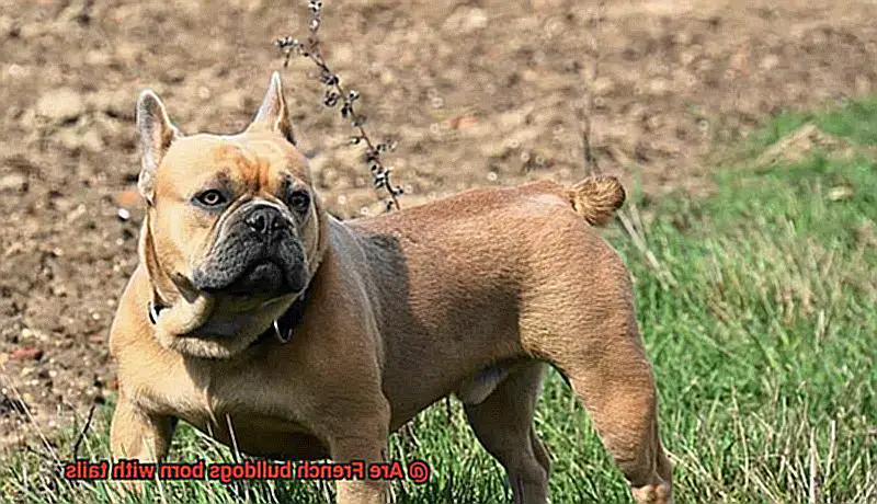 Are French bulldogs born with tails-5