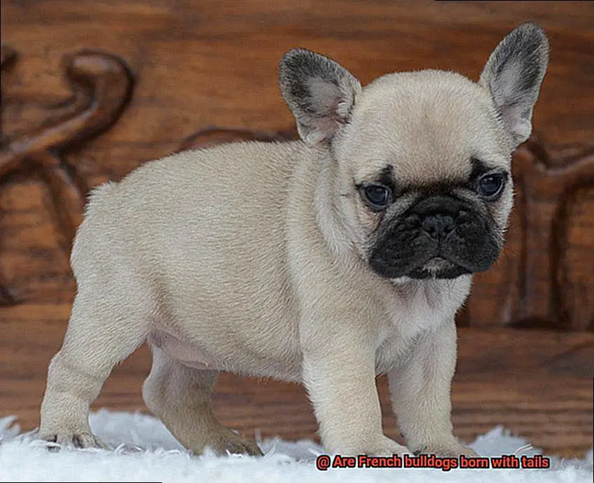 Are French bulldogs born with tails-4