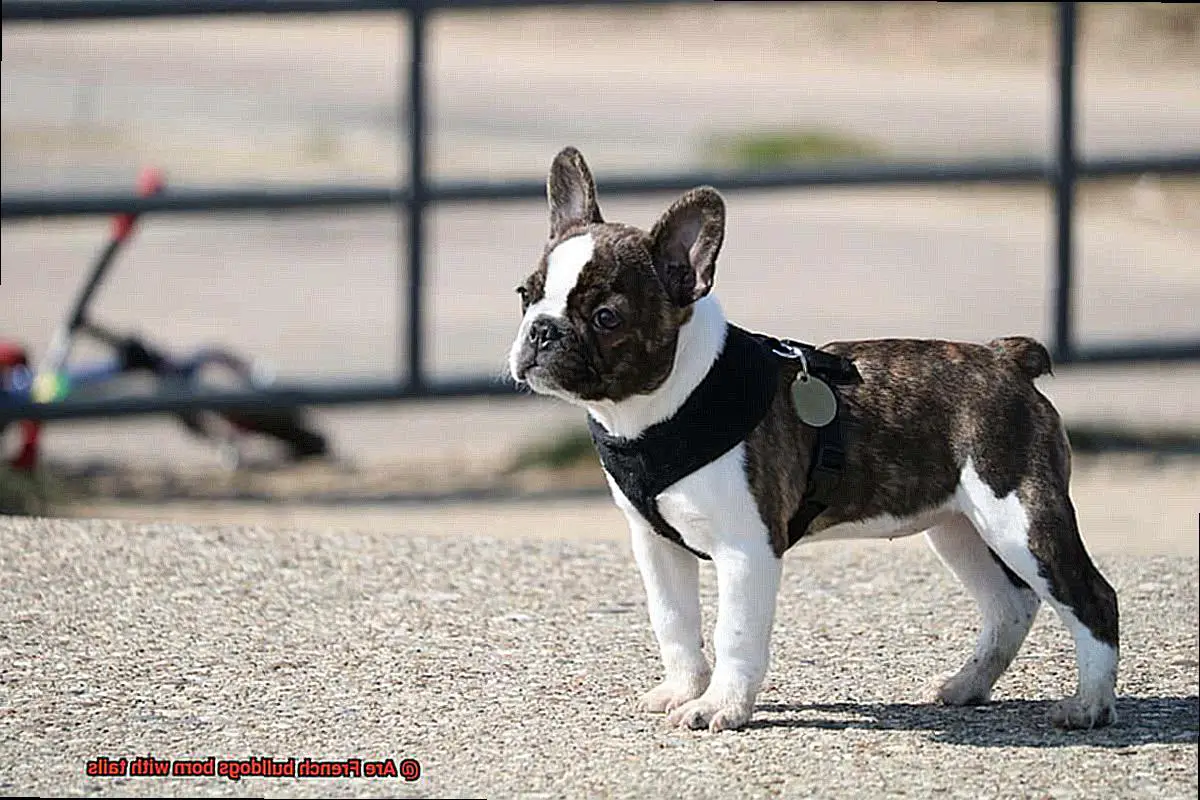 Are French bulldogs born with tails-2