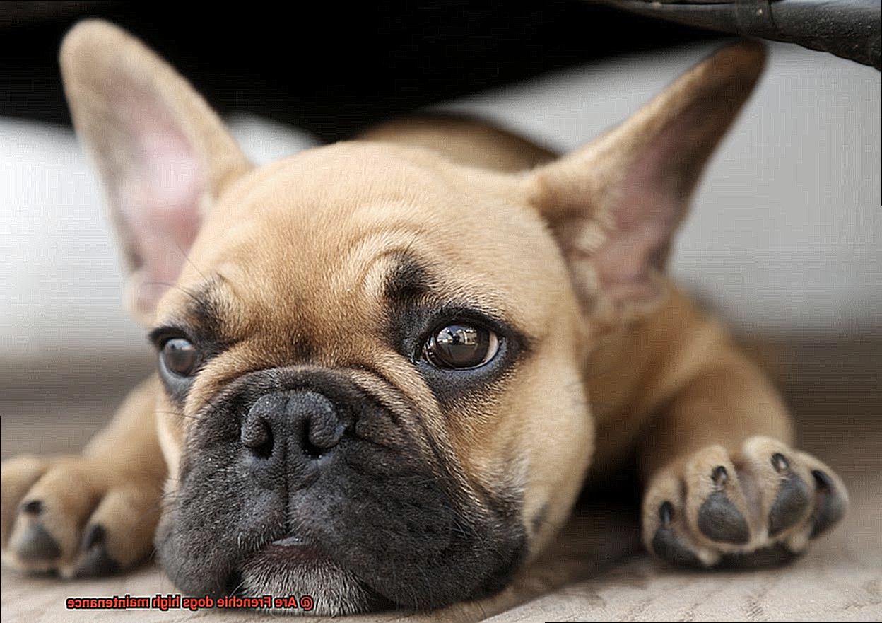 Are Frenchie dogs high maintenance-4