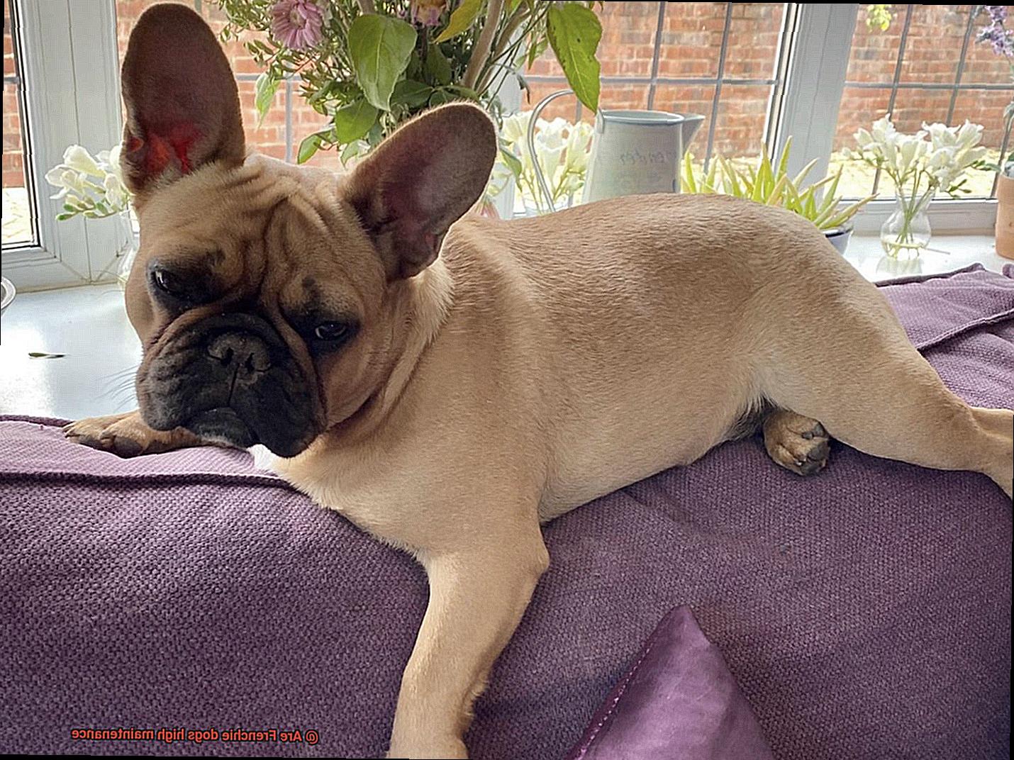 Are Frenchie dogs high maintenance-8