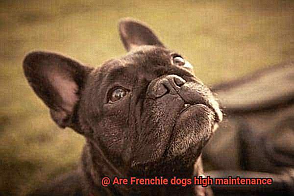 Are Frenchie dogs high maintenance-3