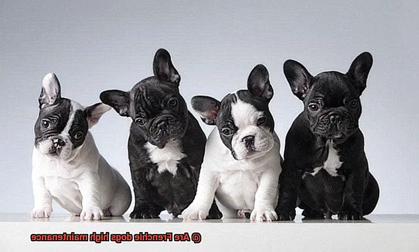 Are Frenchie dogs high maintenance-6