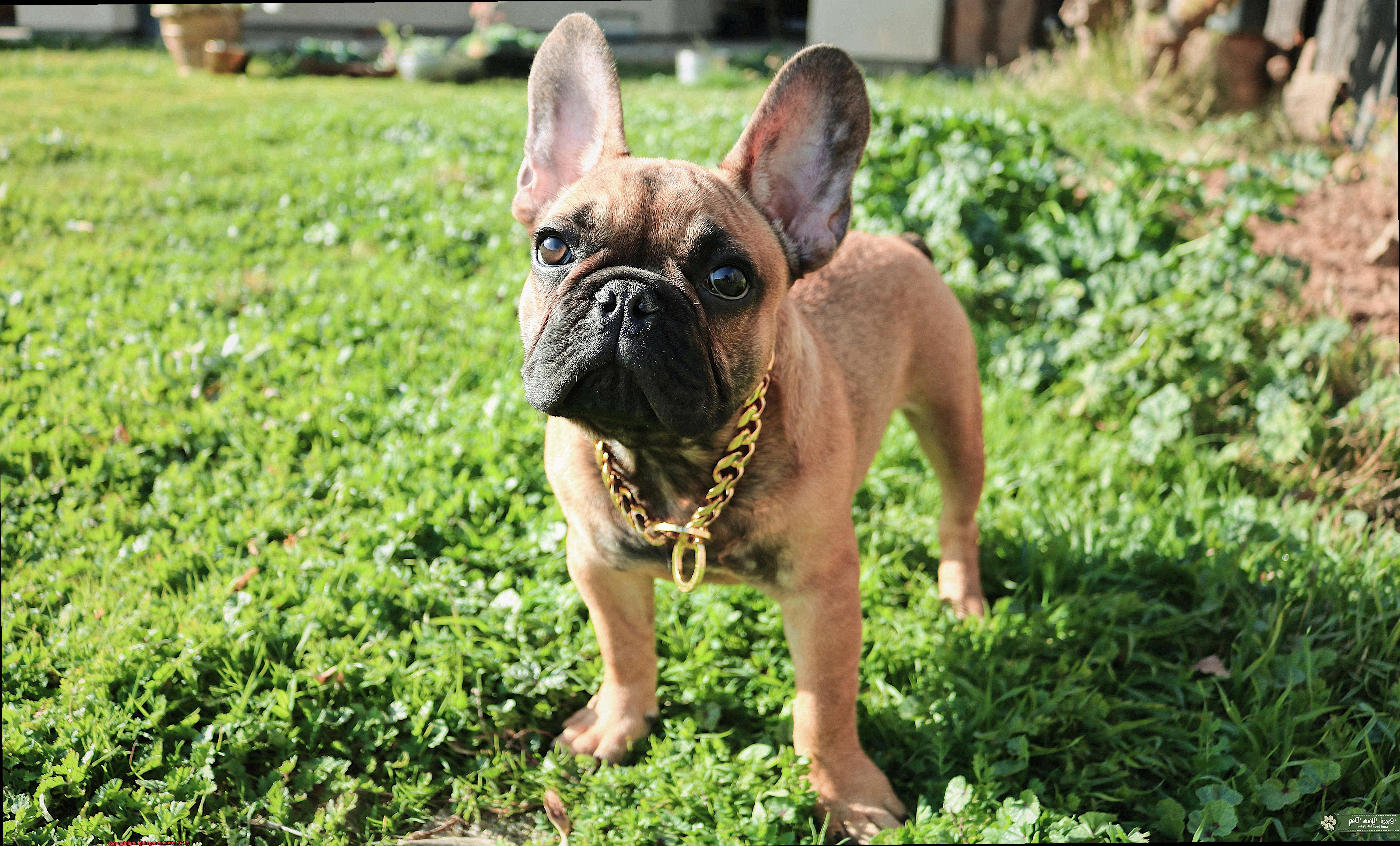 Are Frenchie dogs high maintenance-9