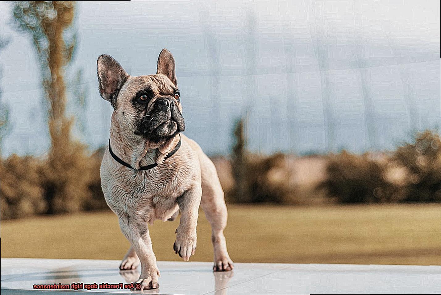 Are Frenchie dogs high maintenance-2