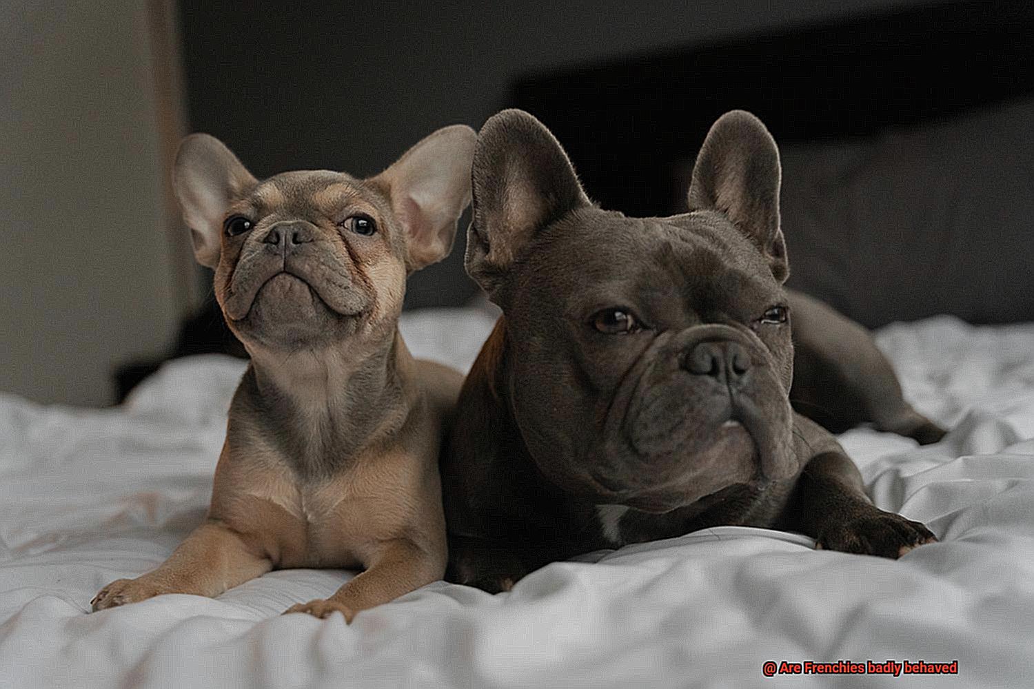 Are Frenchies badly behaved-4