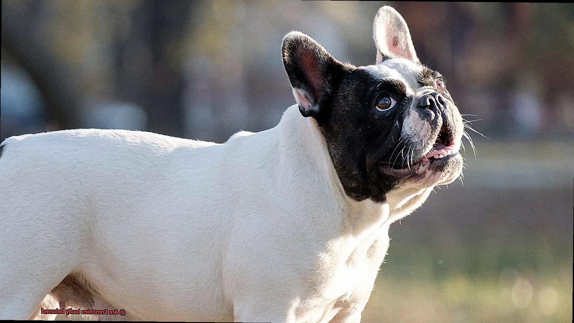 Are Frenchies badly behaved-13