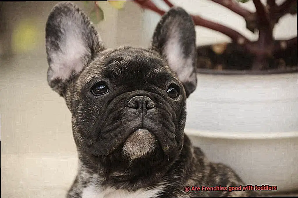 Are Frenchies good with toddlers-5