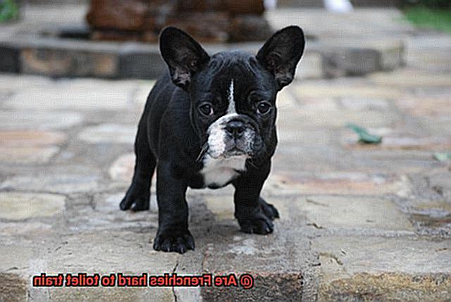 Are Frenchies hard to toilet train-13