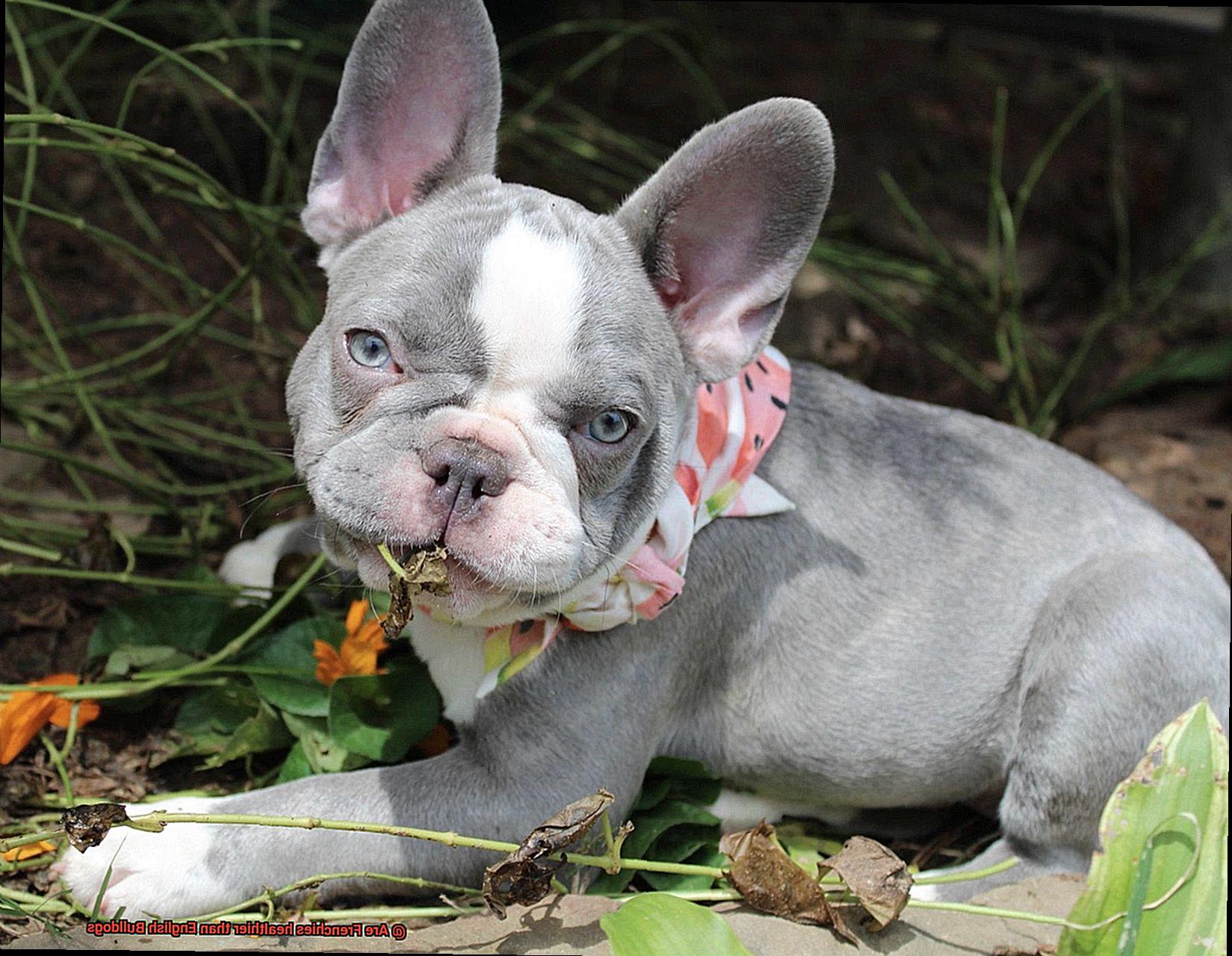 Are Frenchies healthier than English Bulldogs-7